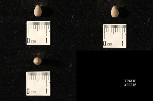 Dielasma turgida