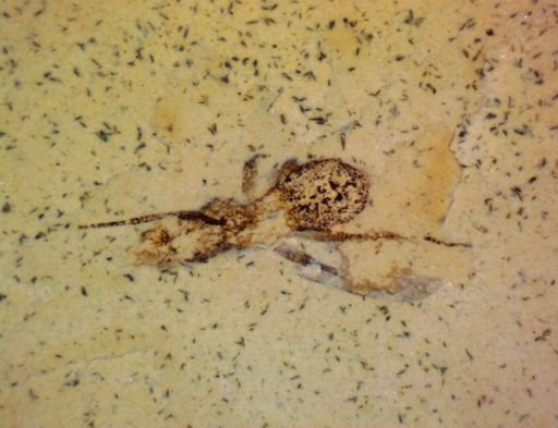 undet. Formicidae