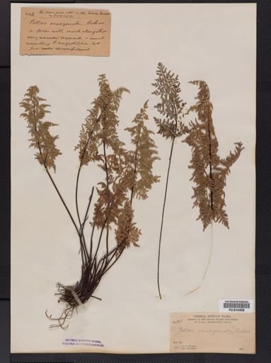 Cheilanthes