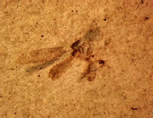 undet. Diptera