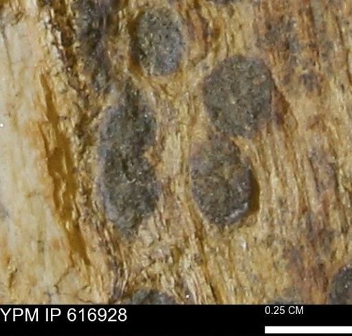 Teredo sp.