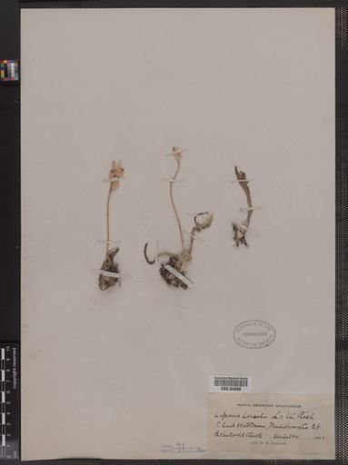 Liparis liliifolia