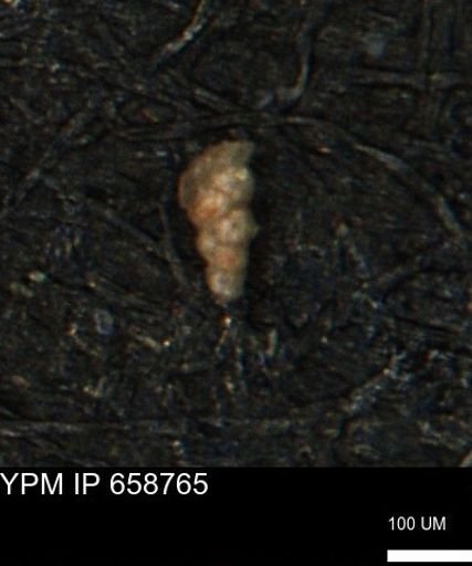 Verneuilinoides kansasensis