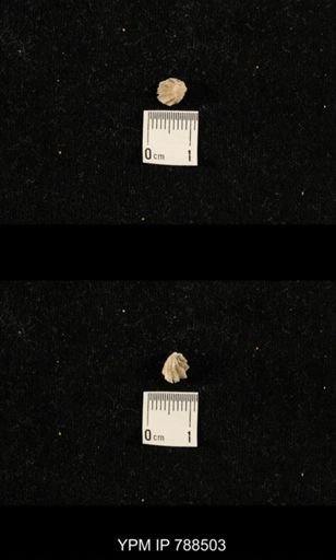 undet. Brachiopoda