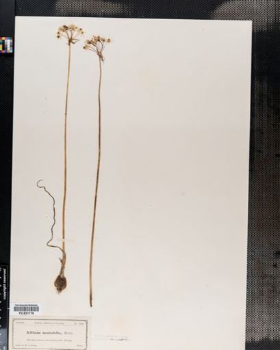Allium