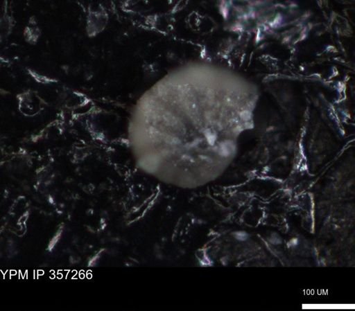 undet. Foraminiferida