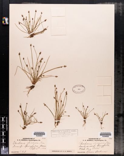 Eleocharis olivacea