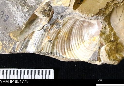undet. Inoceramidae