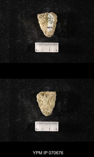 Favosites? louisvillensis