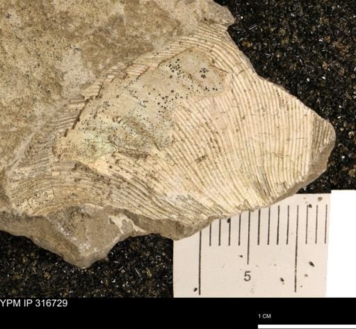 Hoploscaphites sp.