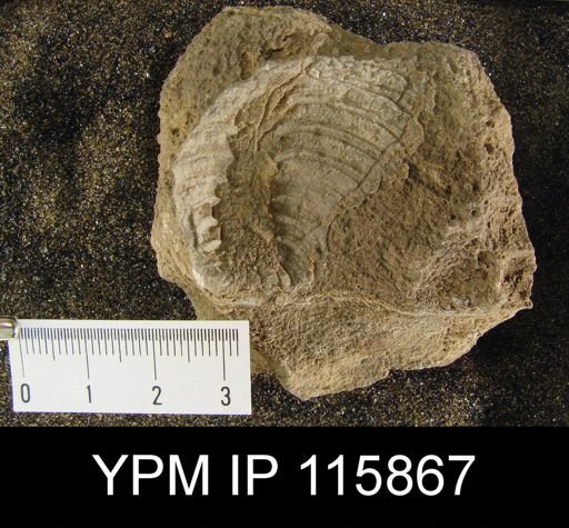 Oldhamina sp.