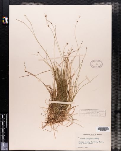 Carex trisperma