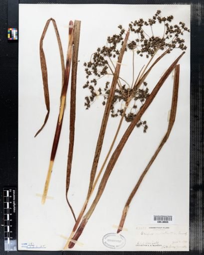 Scirpus rubrotinctus