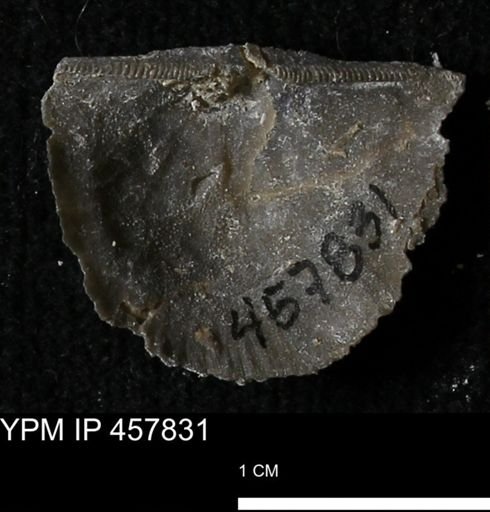 Strophodonta sp.