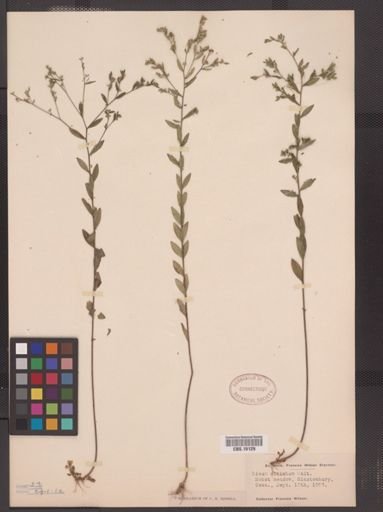 Linum striatum