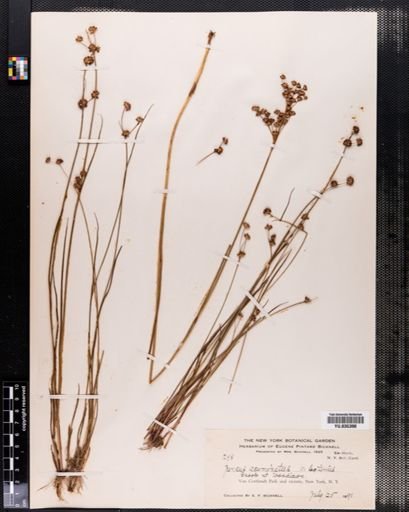 Juncus acuminatus