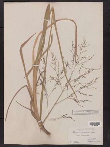Glyceria grandis