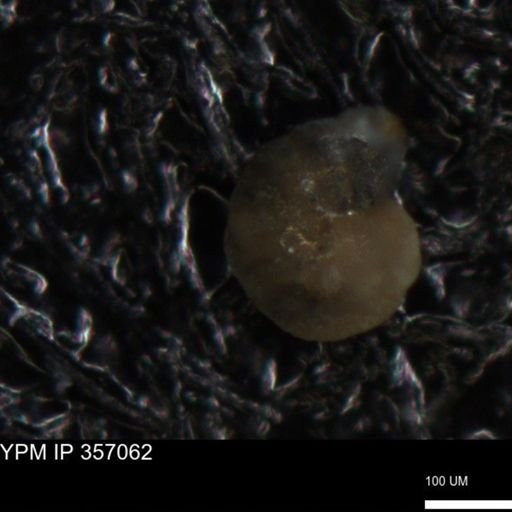 undet. Foraminiferida