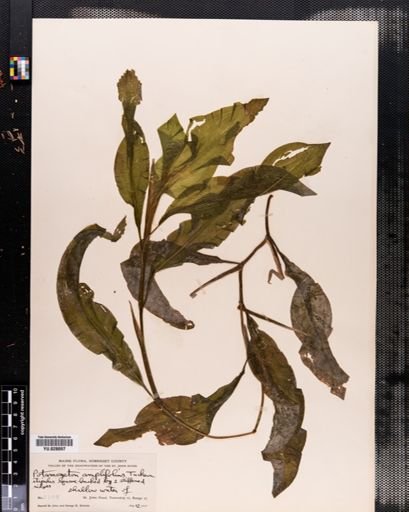 Potamogeton amplifolius