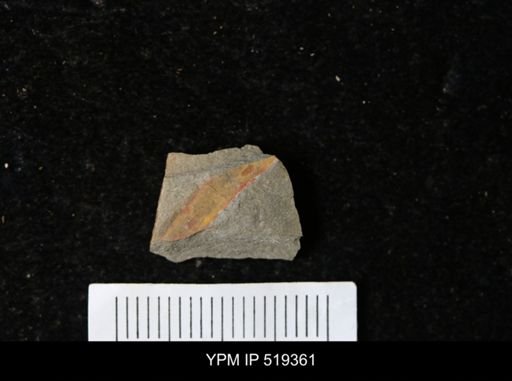 undet. Annelida
