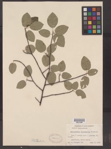Amelanchier stolonifera