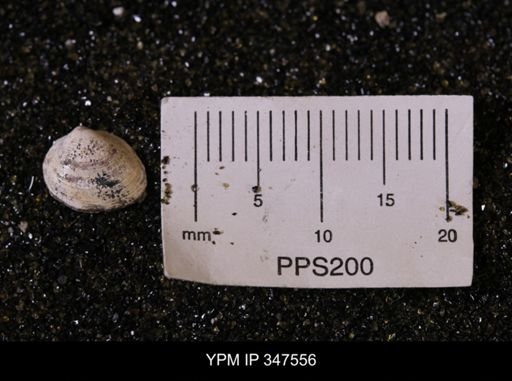 Limopsis striatopunctatus