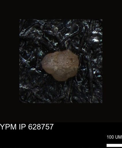 undet. Foraminiferida