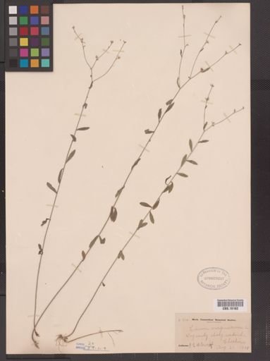 Linum virginianum
