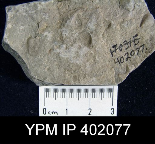 Palaeoglossa cyane