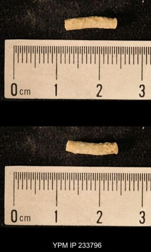 Archaeocidaris sp.