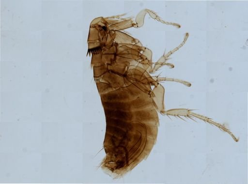Monopsyllus anisus