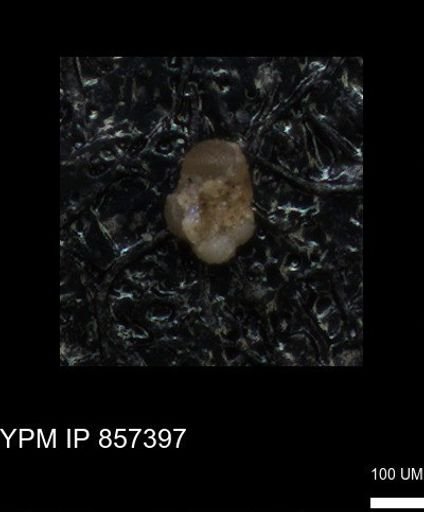 undet. Foraminiferida
