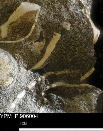 undet. Bivalvia