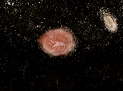 Stylochus ellipticus
