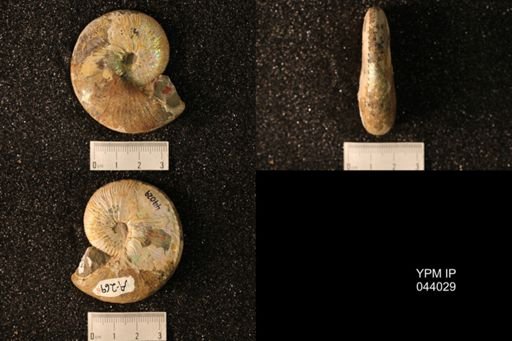 Hoploscaphites nicolletii