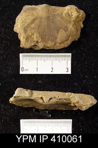 Schuchertella sp.