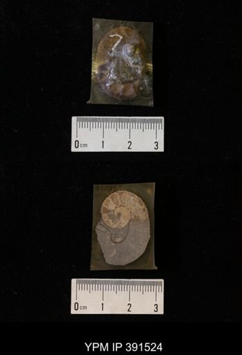 Scaphites whitfieldi