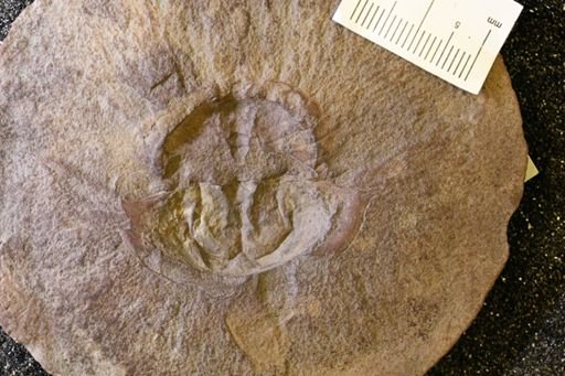 Euproops danae
