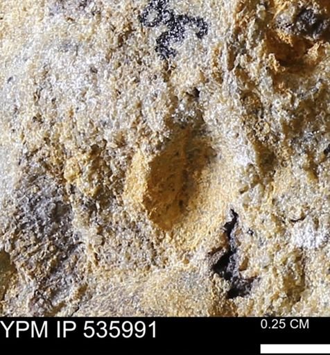 undet. Mollusca