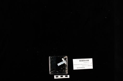 Acontias percivali