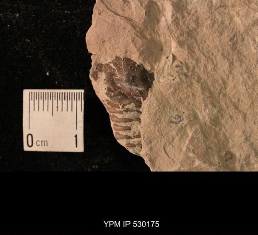 Trilobita