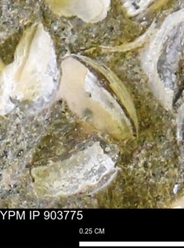 Corbulamella sp.
