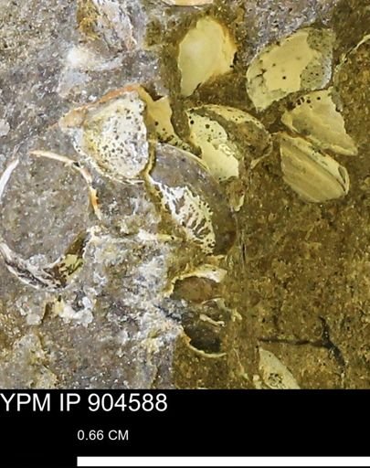 undet. Bivalvia