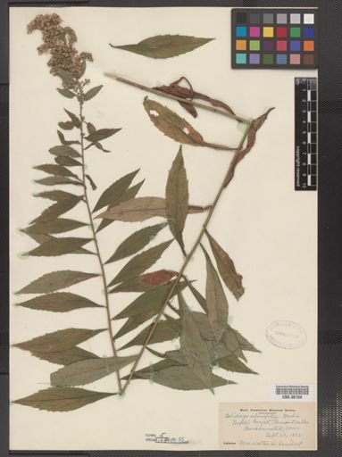 Solidago ulmifolia