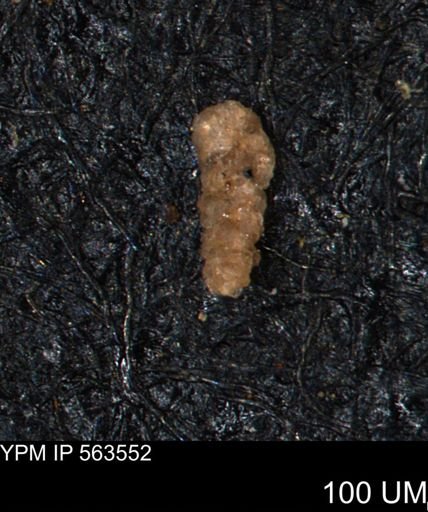 Verneuilinoides hectori