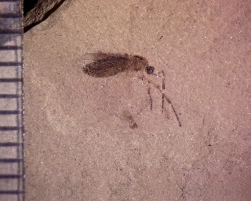 undet. Bibionidae