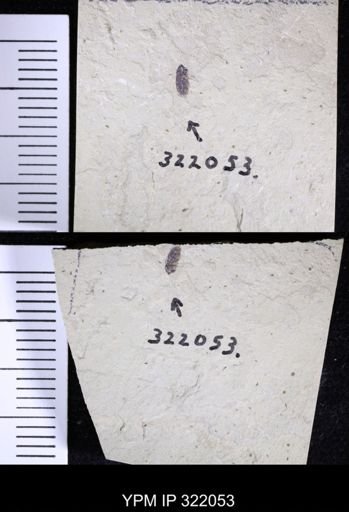 undet. Coleoptera