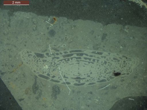 Triticites joensis