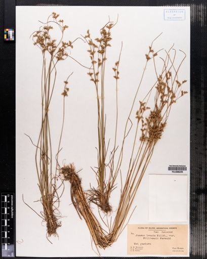 Juncus tenuis