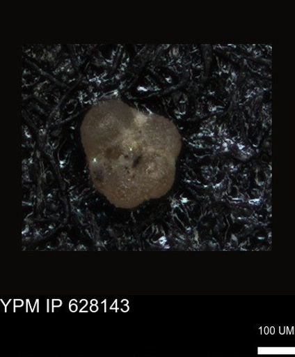 undet. Foraminiferida
